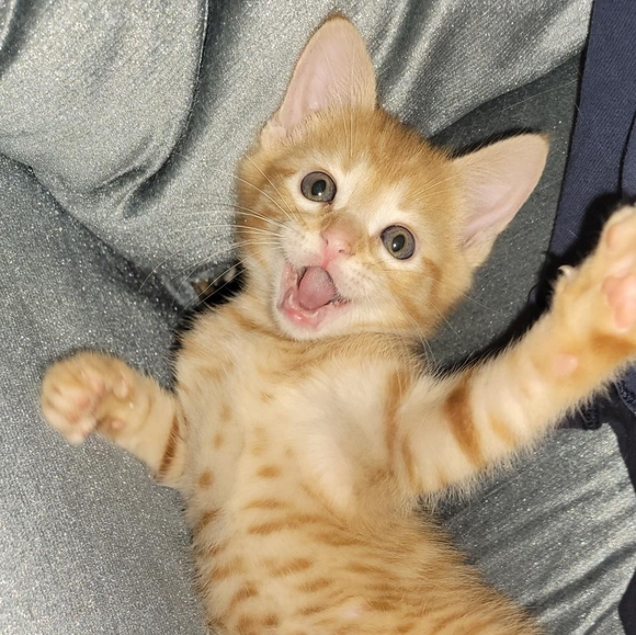 Clothing - Picture 10 of 12